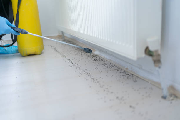 Best Emergency Pest Control  in Hemphill, TX