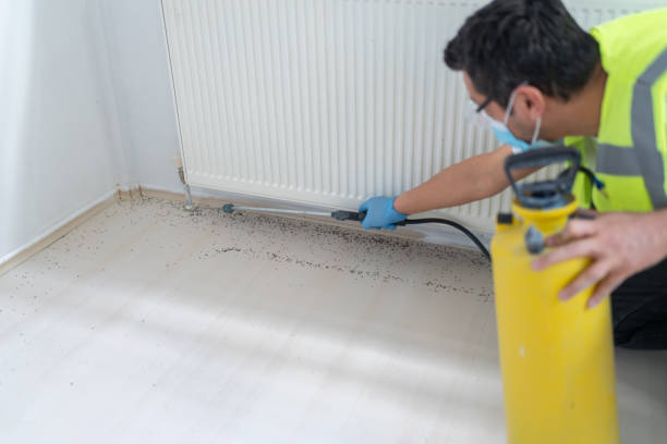 Best Ant Control Services  in Hemphill, TX
